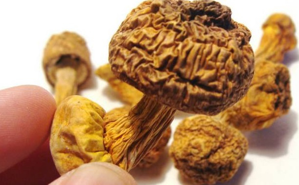 巴西菇、姬松茸烘干機-怎樣烘干色澤好且菇體褶片完整？