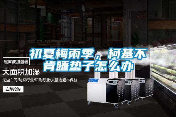 初夏梅雨季，柯基不肯睡墊子怎么辦