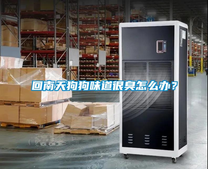 回南天狗狗味道很臭怎么辦？