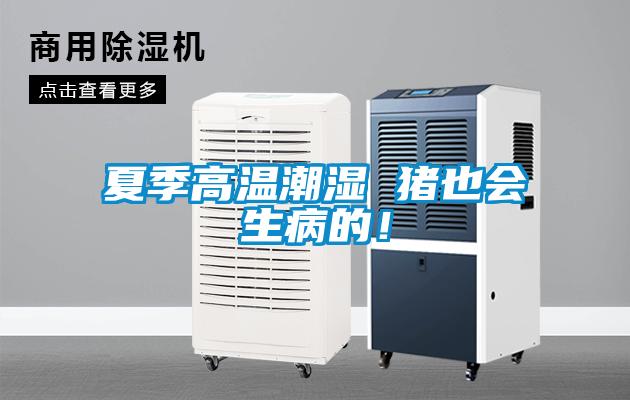 夏季高溫潮濕 豬也會生病的！