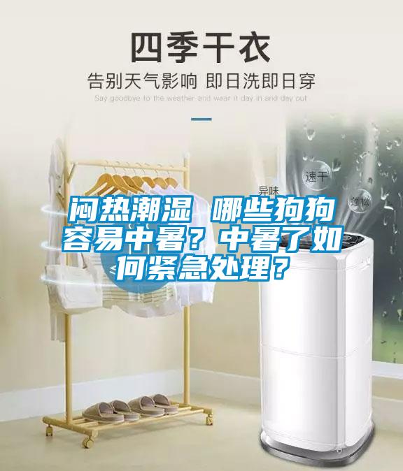 悶熱潮濕 哪些狗狗容易中暑？中暑了如何緊急處理？