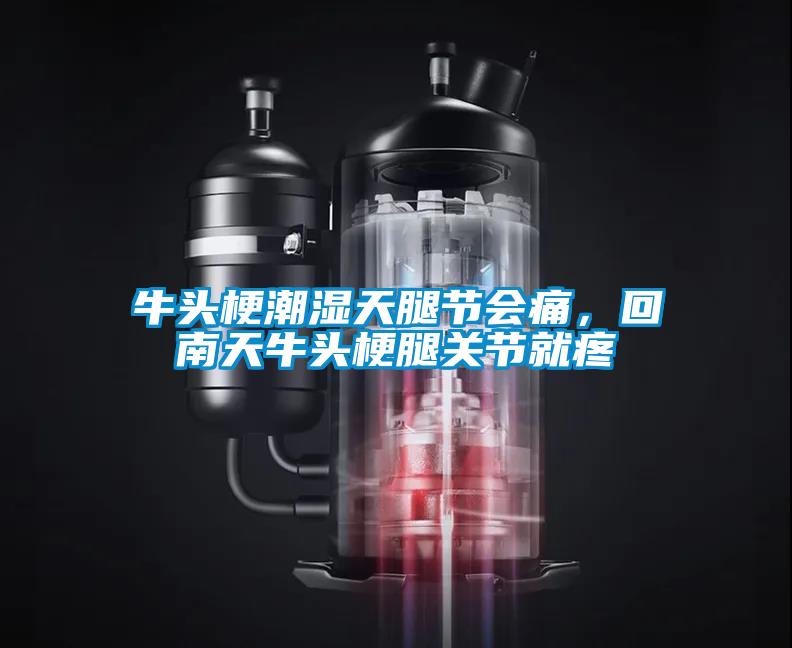 牛頭梗潮濕天腿節(jié)會(huì)痛，回南天牛頭梗腿關(guān)節(jié)就疼