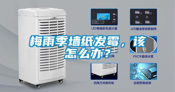 梅雨季墻紙發(fā)霉，該怎么辦？