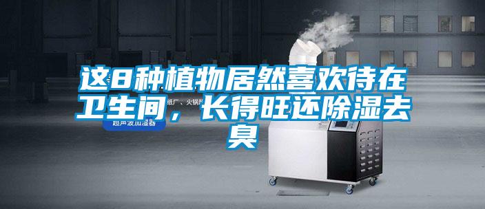 這8種植物居然喜歡待在衛(wèi)生間，長得旺還除濕去臭