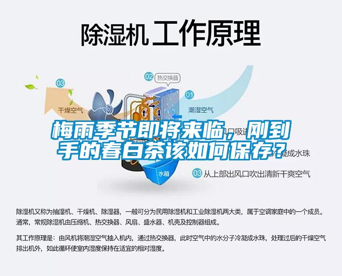 梅雨季節(jié)即將來(lái)臨，剛到手的春白茶該如何保存？