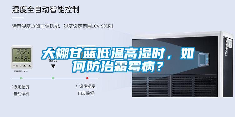 大棚甘藍(lán)低溫高濕時(shí)，如何防治霜霉?。?></div>
								<div   id=