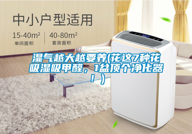 濕氣越大越要養(yǎng)(花這7種花吸濕吸甲醛，1盆頂個凈化器！)