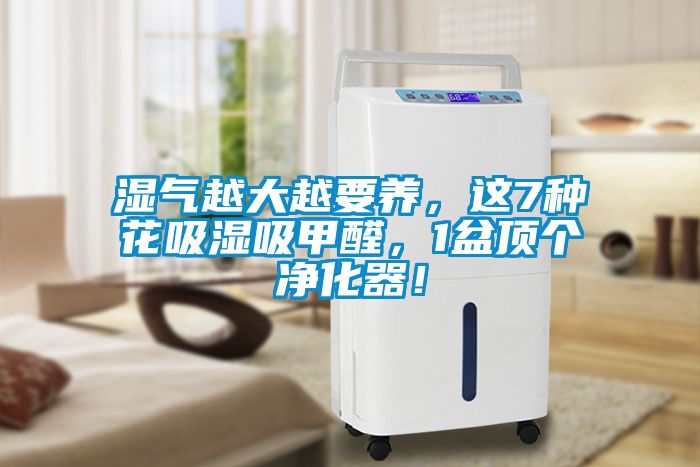 濕氣越大越要養(yǎng)，這7種花吸濕吸甲醛，1盆頂個凈化器！