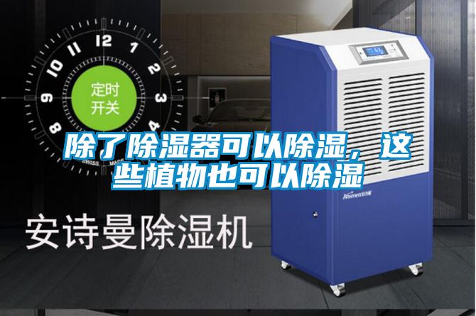 除了除濕器可以除濕，這些植物也可以除濕